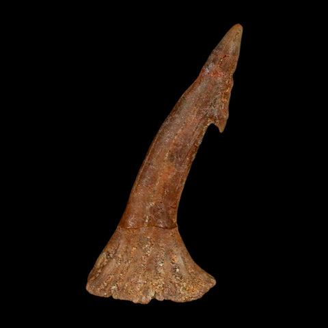 1.7" Sawfish Fossil Tooth Barb Onchopristis Numidus Cretaceous Dinosaur Era COA - Fossil Age Minerals