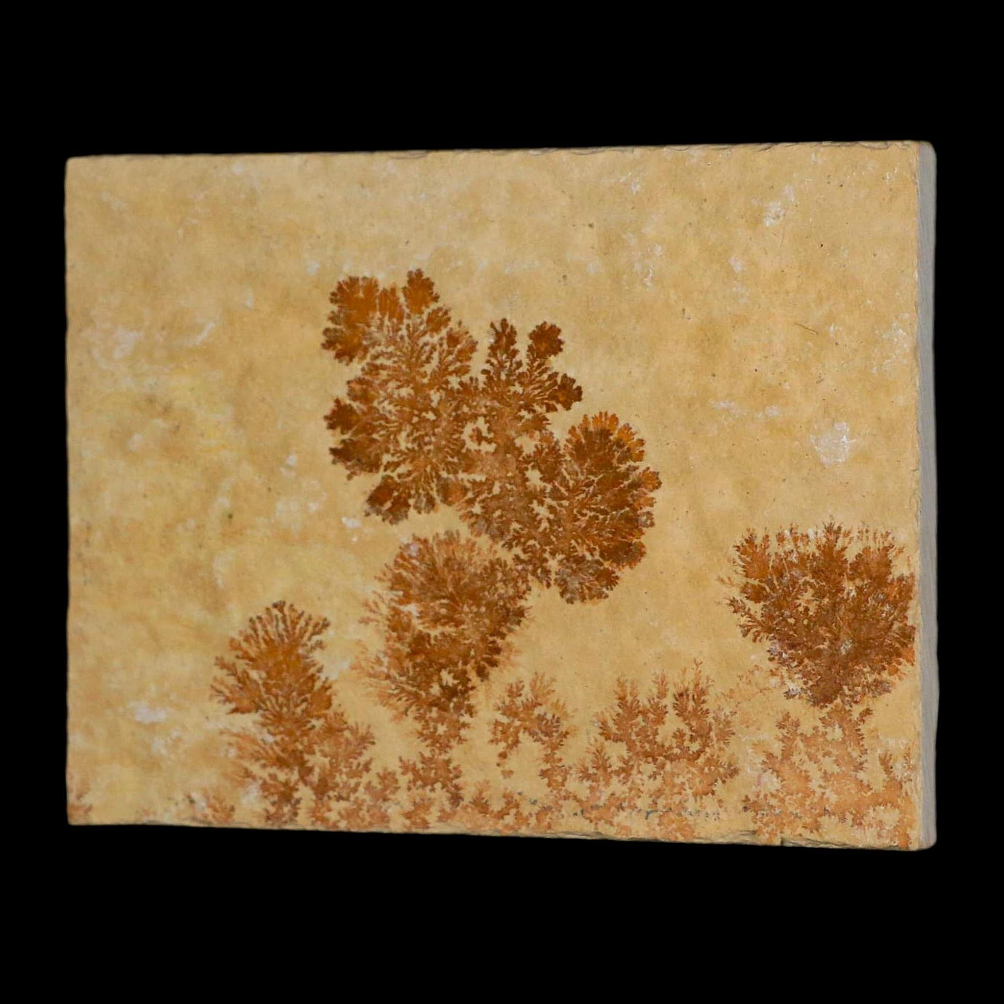 3.1" Pyrolusite Dendritic Limestone Solnhofen Upper Jurassic Age West Germany - Fossil Age Minerals
