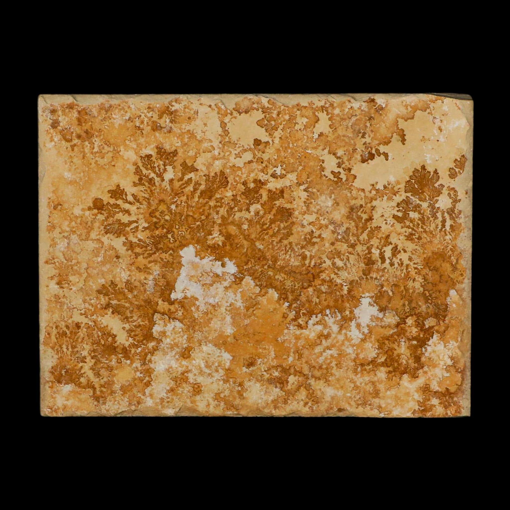 3.1" Pyrolusite Dendritic Limestone Solnhofen Upper Jurassic Age West Germany - Fossil Age Minerals