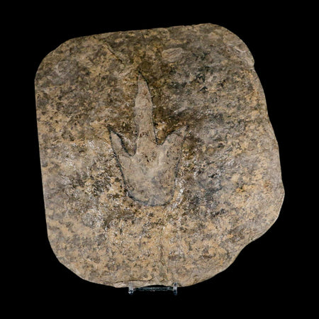 5.2" Grallator Variabilis Dinosaurs Tracks Foot Prints Jurassic Age France COA, Stand