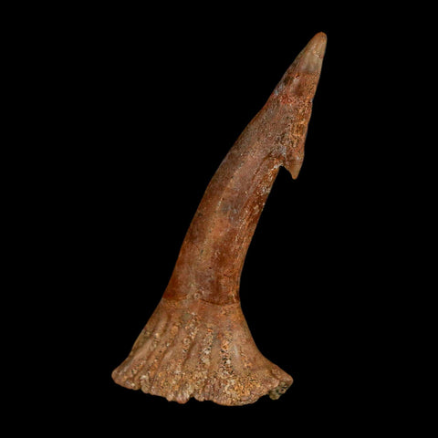 1.7" Sawfish Fossil Tooth Barb Onchopristis Numidus Cretaceous Dinosaur Era COA - Fossil Age Minerals
