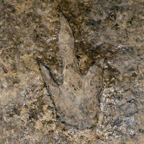5.2" Grallator Variabilis Dinosaurs Tracks Foot Prints Jurassic Age France COA, Stand