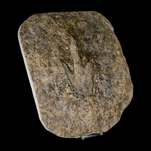 5.2" Grallator Variabilis Dinosaurs Tracks Foot Prints Jurassic Age France COA, Stand