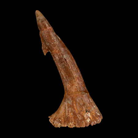 1.7" Sawfish Fossil Tooth Barb Onchopristis Numidus Cretaceous Dinosaur Era COA