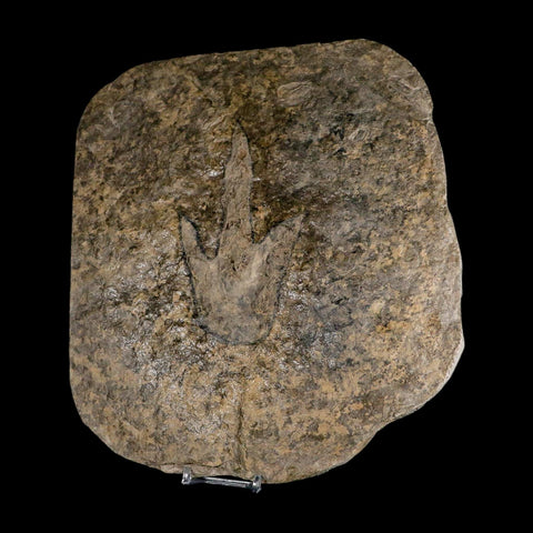 5.2" Grallator Variabilis Dinosaurs Tracks Foot Prints Jurassic Age France COA, Stand