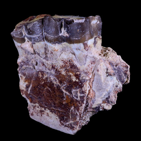 2" Running Rhino Hyracodon Nebrascensis Fossil Jaw Section Teeth SD Badlands COA