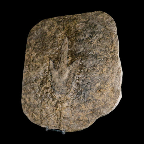 5.2" Grallator Variabilis Dinosaurs Tracks Foot Prints Jurassic Age France COA, Stand