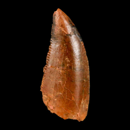 0.8" Abelisaur Serrated Tooth Fossil Cretaceous Age Dinosaur Morocco COA, Display