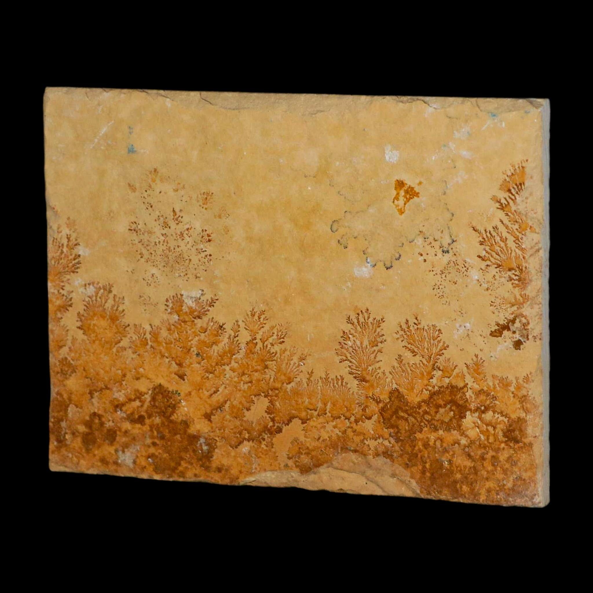 3.1" Pyrolusite Dendritic Limestone Solnhofen Upper Jurassic Age West Germany - Fossil Age Minerals