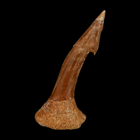 1.8" Sawfish Fossil Tooth Barb Onchopristis Numidus Cretaceous Dinosaur Era COA - Fossil Age Minerals
