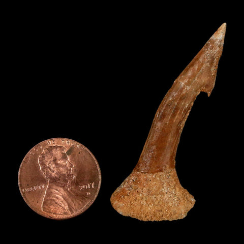 1.8" Sawfish Fossil Tooth Barb Onchopristis Numidus Cretaceous Dinosaur Era COA - Fossil Age Minerals