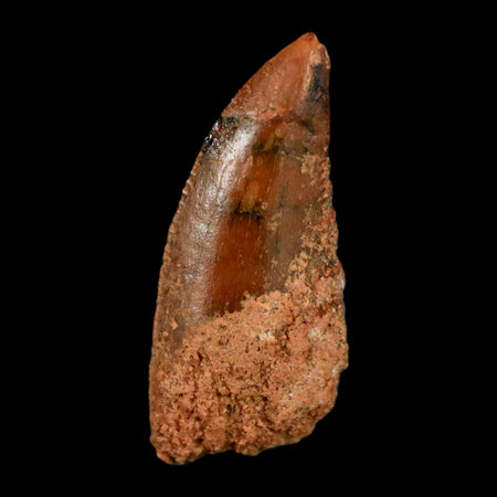 0.8" Abelisaur Serrated Tooth Fossil Cretaceous Age Dinosaur Morocco COA, Display