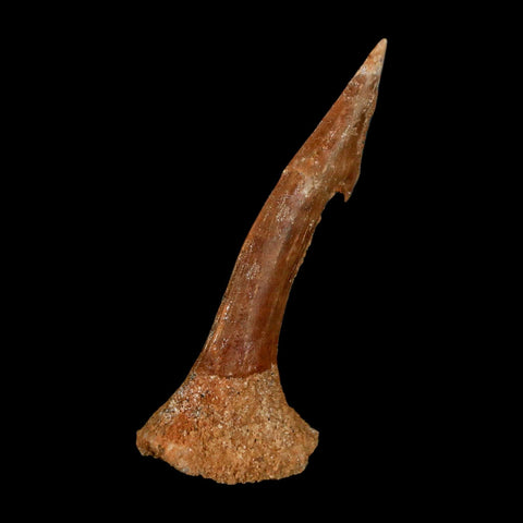 1.8" Sawfish Fossil Tooth Barb Onchopristis Numidus Cretaceous Dinosaur Era COA - Fossil Age Minerals