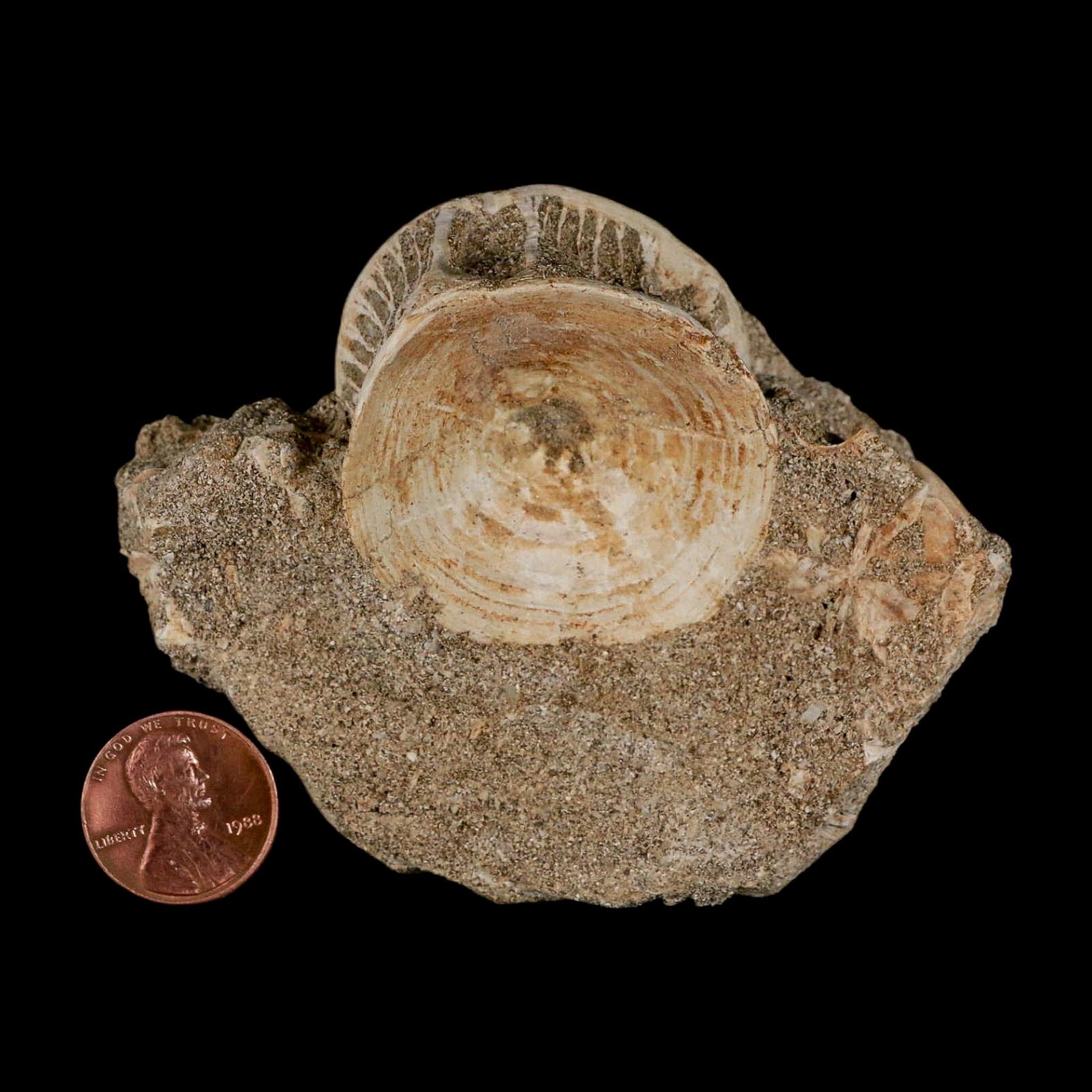 40MM Otodus Obliquus Shark Vertebrae Fossil Bone In Matrix Morocco COA - Fossil Age Minerals