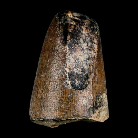 1.6" Sarcosuchus Imperator Crocodile Fossil Tooth Elrhaz FM Cretaceous Niger COA