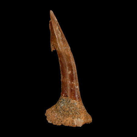 1.8" Sawfish Fossil Tooth Barb Onchopristis Numidus Cretaceous Dinosaur Era COA