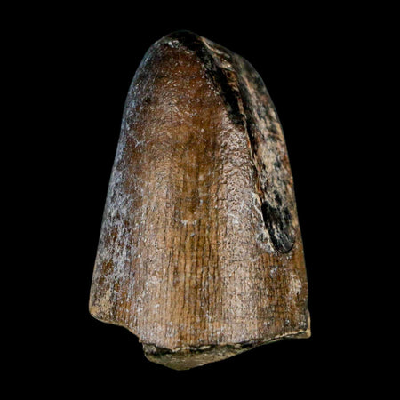 1.6" Sarcosuchus Imperator Crocodile Fossil Tooth Elrhaz FM Cretaceous Niger COA