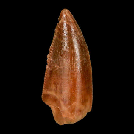 0.7" Abelisaur Serrated Tooth Fossil Cretaceous Age Dinosaur Morocco COA, Display