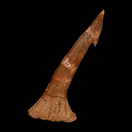 2.1" Sawfish Fossil Tooth Barb Onchopristis Numidus Cretaceous Dinosaur Era COA