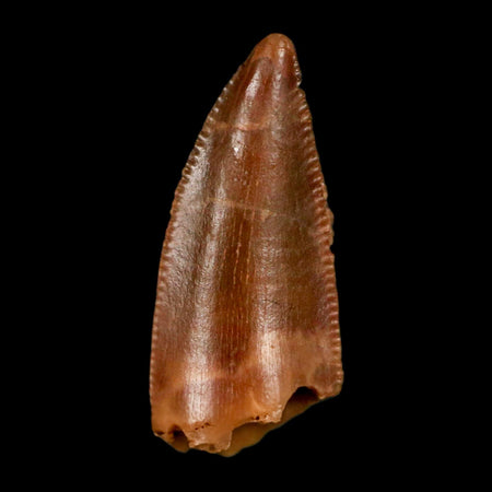 0.7" Abelisaur Serrated Tooth Fossil Cretaceous Age Dinosaur Morocco COA, Display