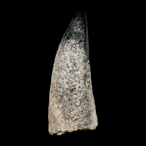 2.3" Sarcosuchus Imperator Crocodile Fossil Tooth Elrhaz FM Cretaceous Niger COA