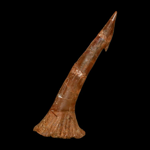2.1" Sawfish Fossil Tooth Barb Onchopristis Numidus Cretaceous Dinosaur Era COA - Fossil Age Minerals