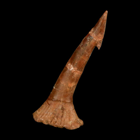 2.1" Sawfish Fossil Tooth Barb Onchopristis Numidus Cretaceous Dinosaur Era COA - Fossil Age Minerals