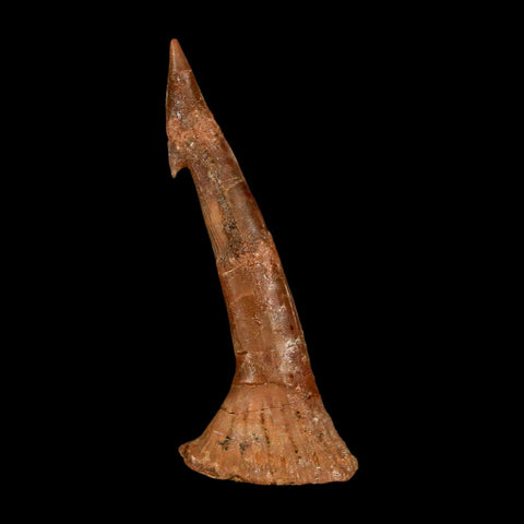 2.1" Sawfish Fossil Tooth Barb Onchopristis Numidus Cretaceous Dinosaur Era COA - Fossil Age Minerals