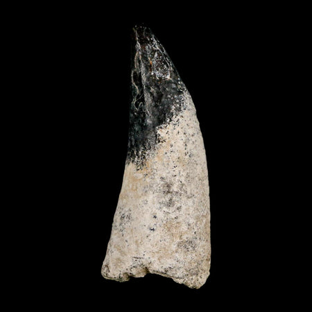 2.3" Sarcosuchus Imperator Crocodile Fossil Tooth Elrhaz FM Cretaceous Niger COA