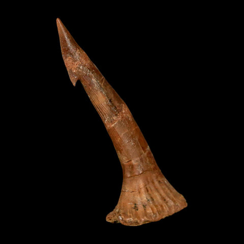 2.1" Sawfish Fossil Tooth Barb Onchopristis Numidus Cretaceous Dinosaur Era COA - Fossil Age Minerals