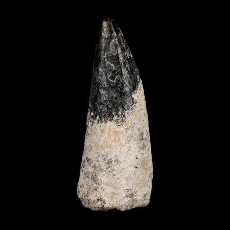 2.3" Sarcosuchus Imperator Crocodile Fossil Tooth Elrhaz FM Cretaceous Niger COA