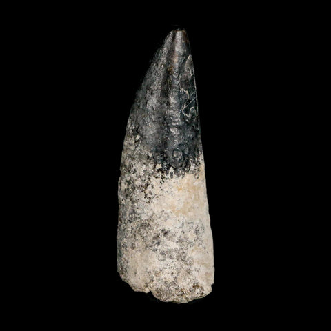 2.3" Sarcosuchus Imperator Crocodile Fossil Tooth Elrhaz FM Cretaceous Niger COA
