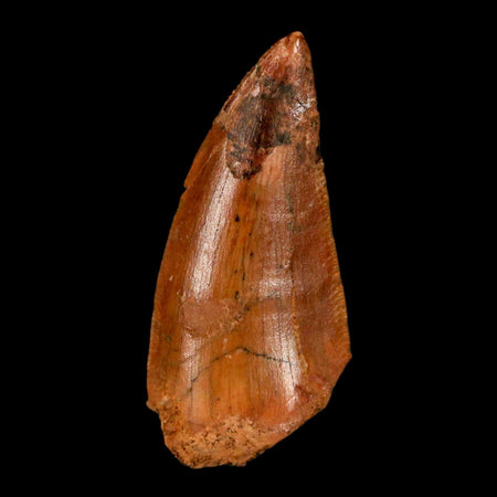 0.8" Abelisaur Serrated Tooth Fossil Cretaceous Age Dinosaur Morocco COA, Display