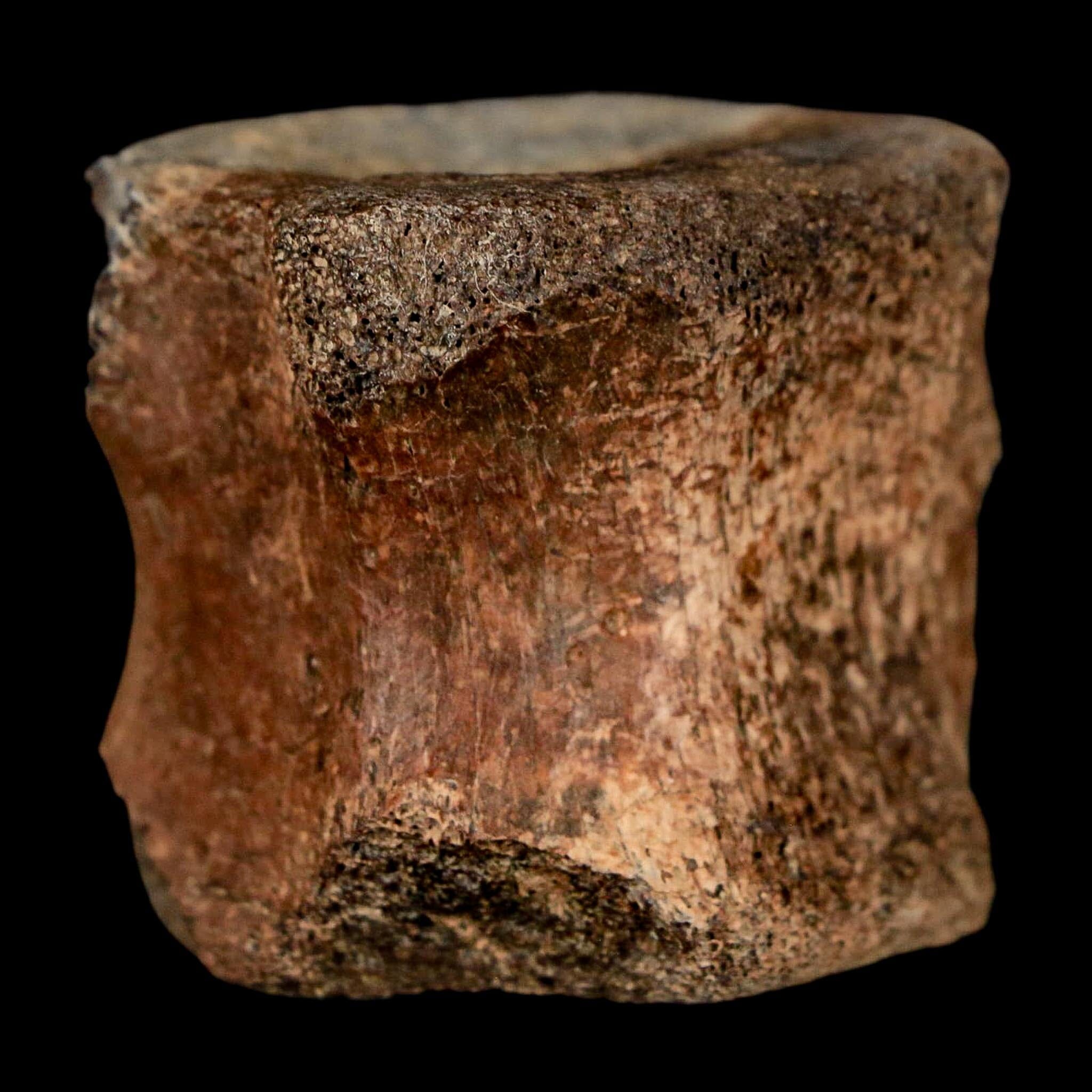 1.5" Brachylophosaurus Fossil Tail Vertebrae Cretaceous Dinosaur Judith River MT COA - Fossil Age Minerals