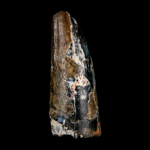 2.3" Sarcosuchus Imperator Crocodile Fossil Tooth Elrhaz FM Cretaceous Niger COA