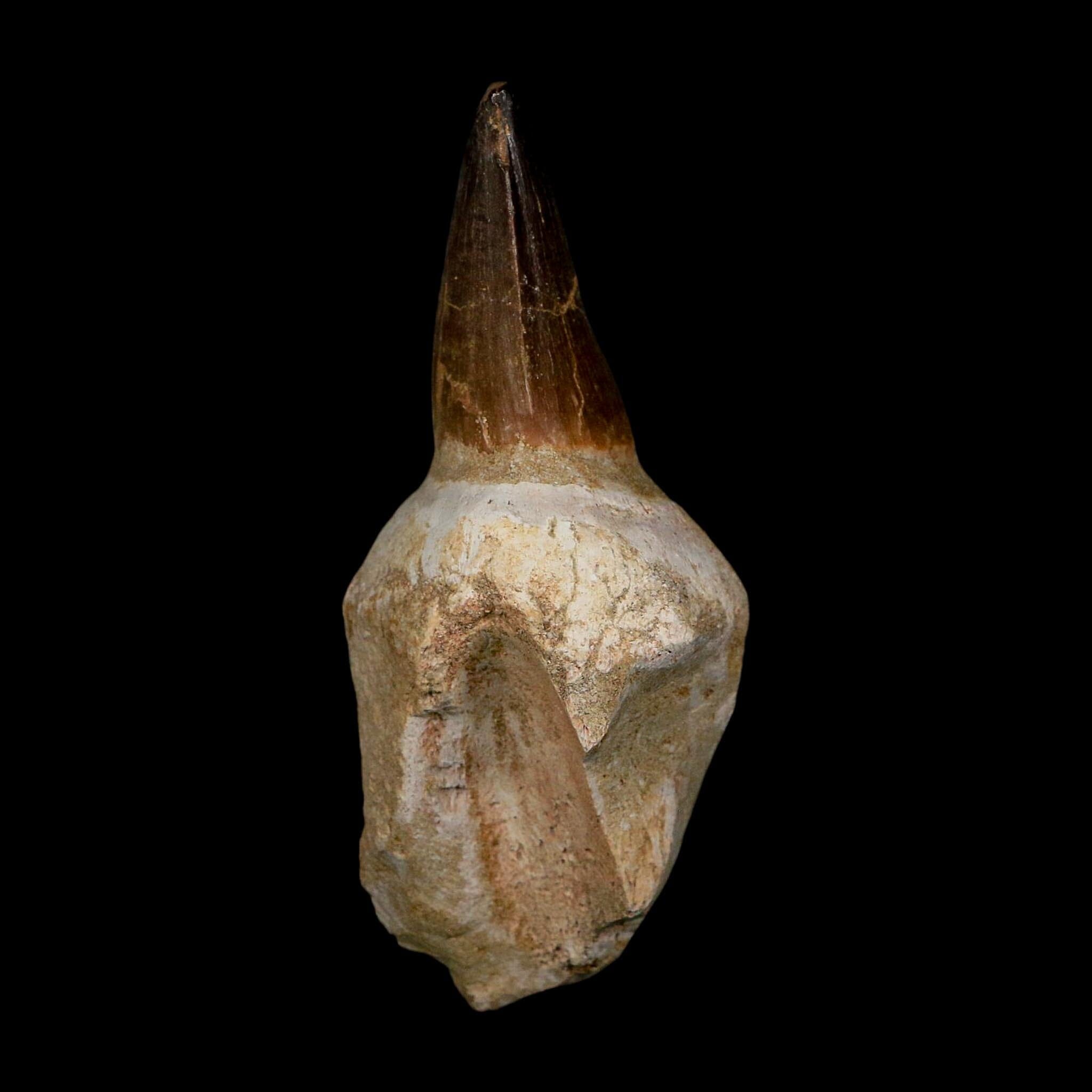XL 4.8" Mosasaur Prognathodon Fossil Tooth Rooted Cretaceous Dinosaur Era COA - Fossil Age Minerals
