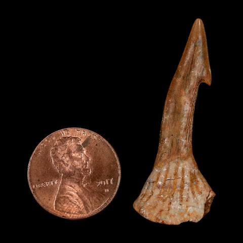 1.7" Sawfish Fossil Tooth Barb Onchopristis Numidus Cretaceous Dinosaur Era COA - Fossil Age Minerals