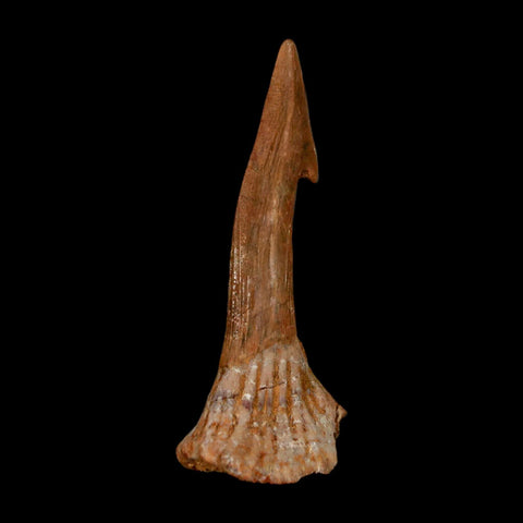1.7" Sawfish Fossil Tooth Barb Onchopristis Numidus Cretaceous Dinosaur Era COA - Fossil Age Minerals