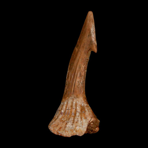 1.7" Sawfish Fossil Tooth Barb Onchopristis Numidus Cretaceous Dinosaur Era COA - Fossil Age Minerals