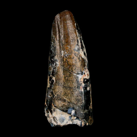 2.3" Sarcosuchus Imperator Crocodile Fossil Tooth Elrhaz FM Cretaceous Niger COA