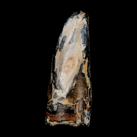 2.3" Sarcosuchus Imperator Crocodile Fossil Tooth Elrhaz FM Cretaceous Niger COA