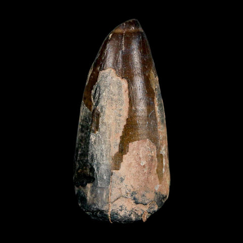 2.4" Sarcosuchus Imperator Crocodile Fossil Tooth Elrhaz FM Cretaceous Niger COA