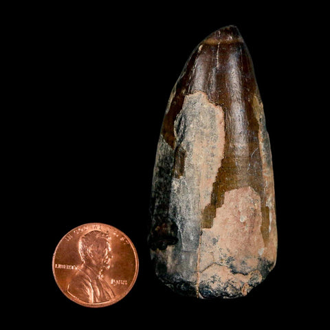 2.4" Sarcosuchus Imperator Crocodile Fossil Tooth Elrhaz FM Cretaceous Niger COA