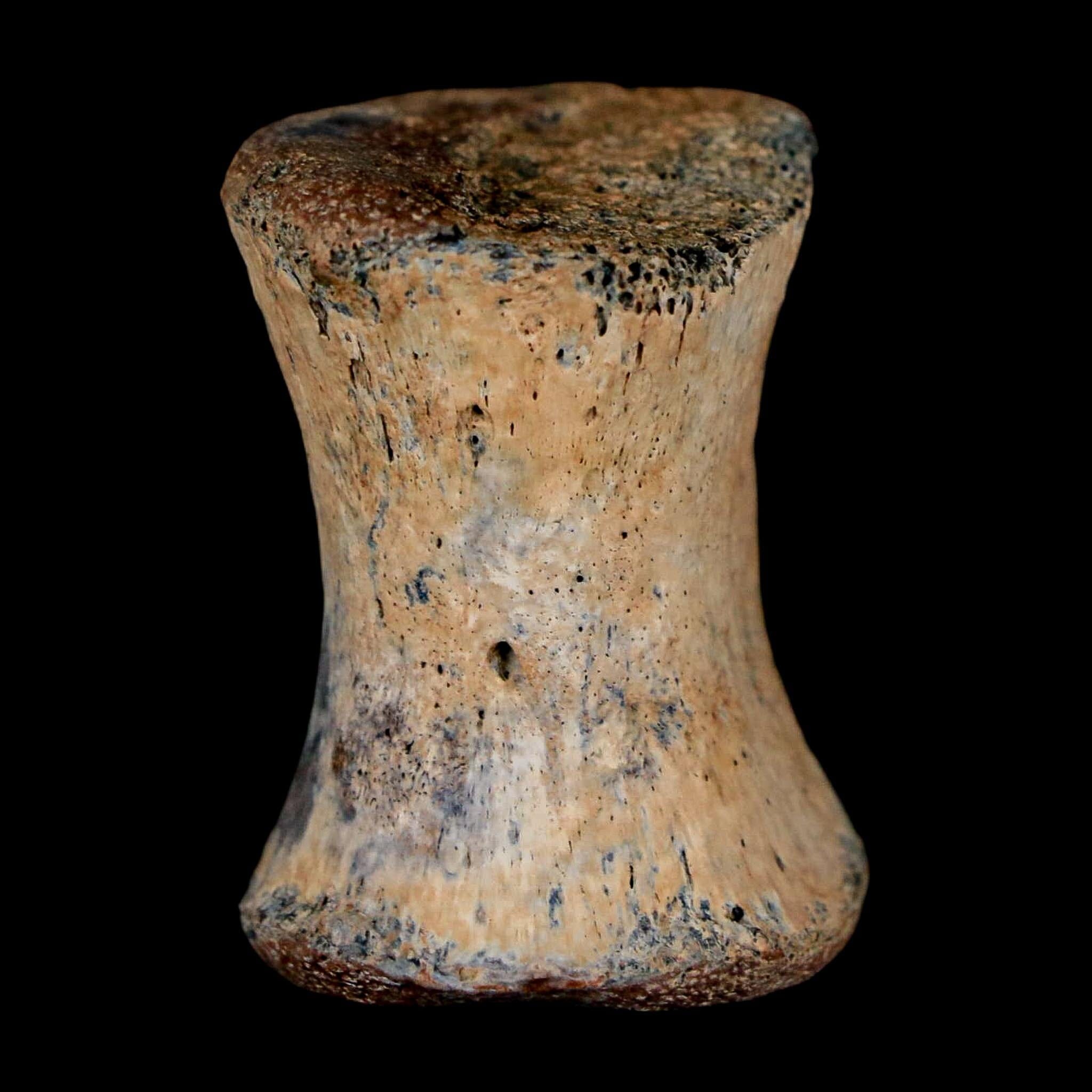 1.2" Thescelosaurus Fossil Tail Vertebrae Cretaceous Dinosaur Lance Creek WY COA - Fossil Age Minerals