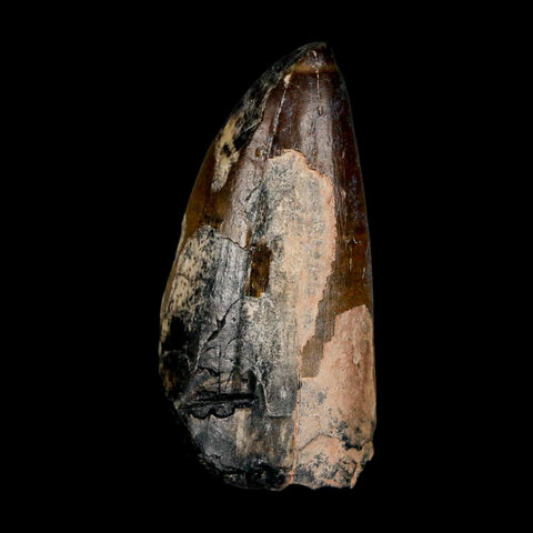 2.4" Sarcosuchus Imperator Crocodile Fossil Tooth Elrhaz FM Cretaceous Niger COA