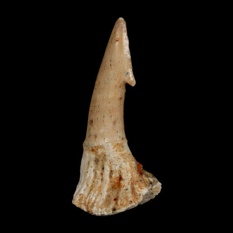 2.1" Sawfish Fossil Tooth Barb Onchopristis Numidus Cretaceous Dinosaur Era COA - Fossil Age Minerals