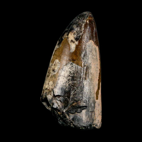 2.4" Sarcosuchus Imperator Crocodile Fossil Tooth Elrhaz FM Cretaceous Niger COA