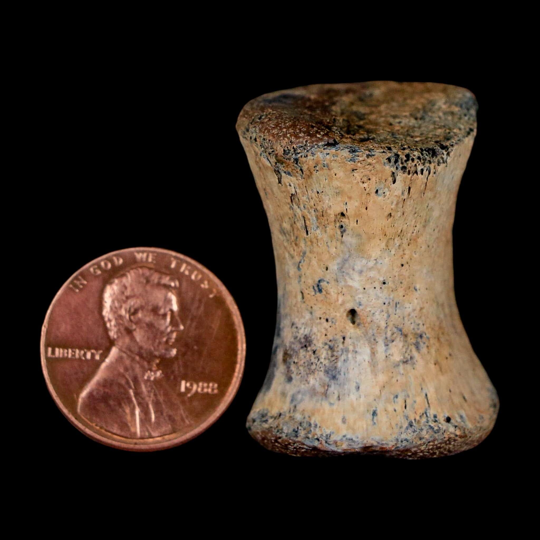 1.2" Thescelosaurus Fossil Tail Vertebrae Cretaceous Dinosaur Lance Creek WY COA - Fossil Age Minerals