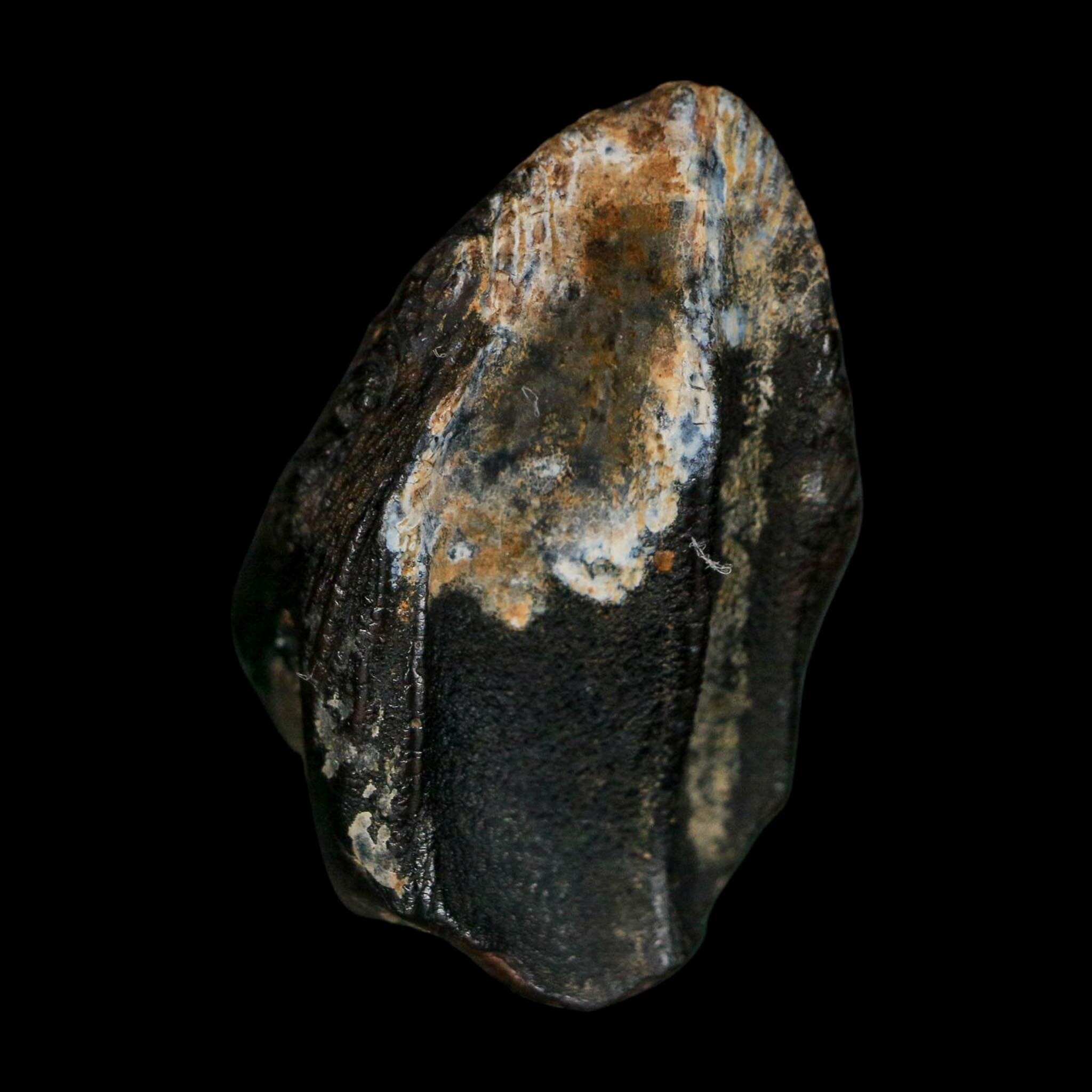 XXL 1" Triceratops Fossil Tooth Hell Creek FM Cretaceous Dinosaur Montana COA - Fossil Age Minerals