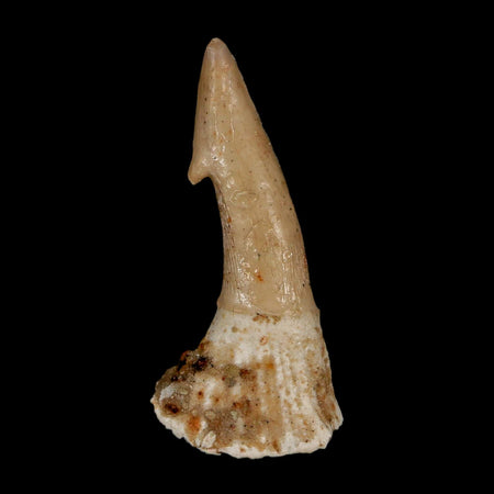2.1" Sawfish Fossil Tooth Barb Onchopristis Numidus Cretaceous Dinosaur Era COA